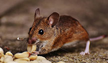 24 Hour & Emergency Exterminators in Butler, SD